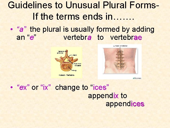 Guidelines to Unusual Plural Forms. If the terms ends in……. • “a” the plural