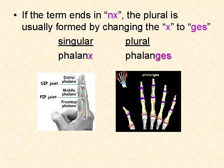  • If the term ends in “nx”, the plural is usually formed by