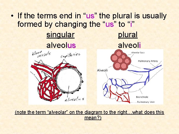  • If the terms end in “us” the plural is usually formed by