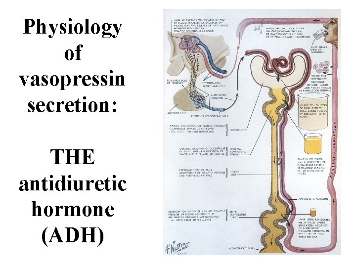 Physiology of vasopressin secretion: THE antidiuretic hormone (ADH) 