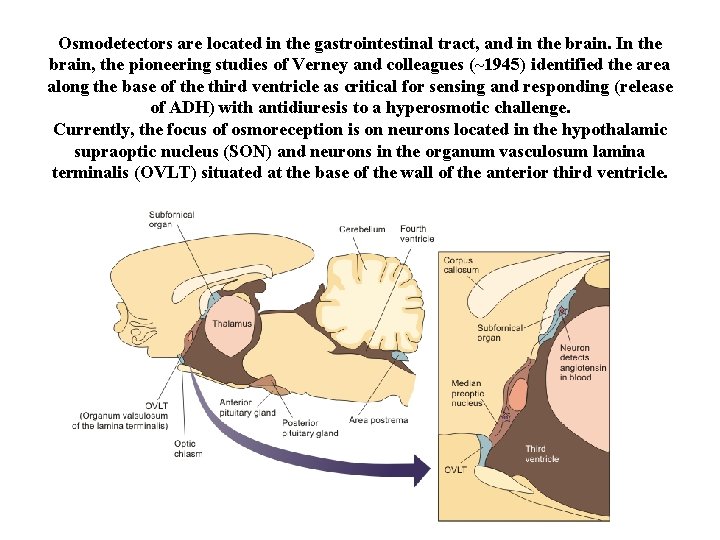 Osmodetectors are located in the gastrointestinal tract, and in the brain. In the brain,