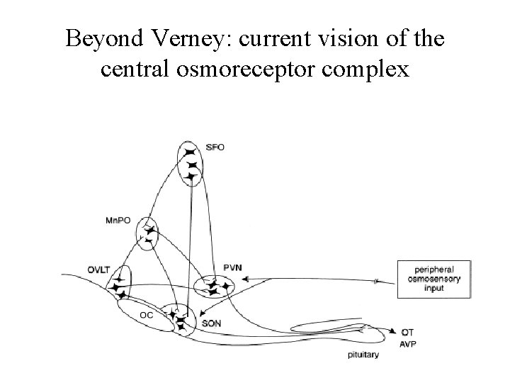 Beyond Verney: current vision of the central osmoreceptor complex 