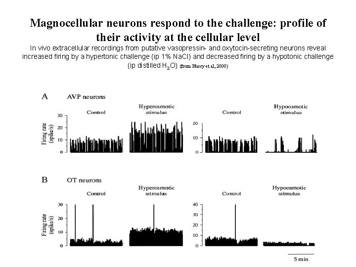 Magnocellular neurons respond to the challenge: profile of their activity at the cellular level