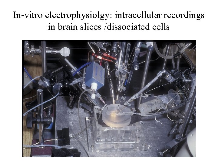 In-vitro electrophysiolgy: intracellular recordings in brain slices /dissociated cells 