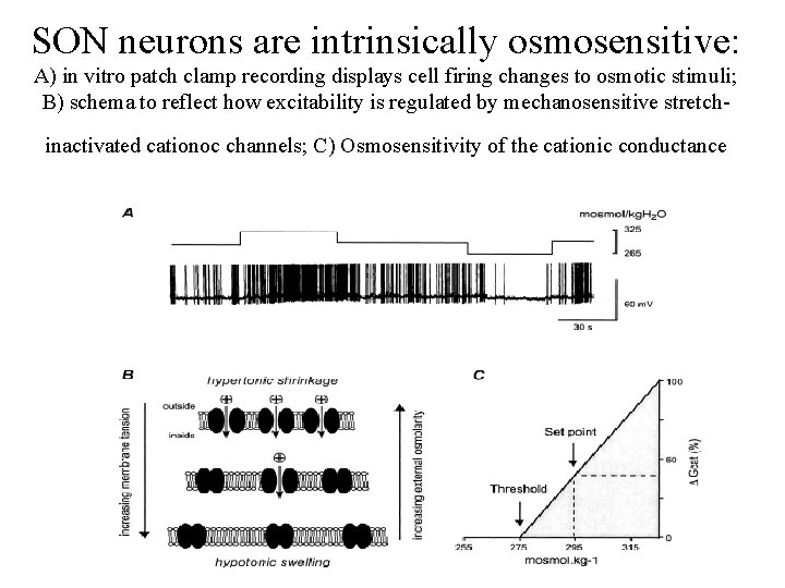 SON neurons are intrinsically osmosensitive: A) in vitro patch clamp recording displays cell firing