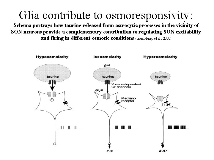 Glia contribute to osmoresponsivity: Schema portrays how taurine released from astrocytic processes in the
