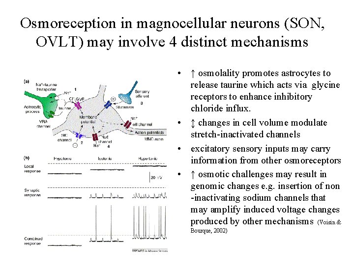 Osmoreception in magnocellular neurons (SON, OVLT) may involve 4 distinct mechanisms • ↑ osmolality