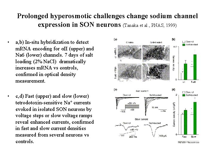 Prolonged hyperosmotic challenges change sodium channel expression in SON neurons (Tanaka et al. ,