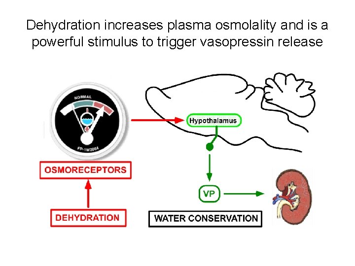 Dehydration increases plasma osmolality and is a powerful stimulus to trigger vasopressin release 