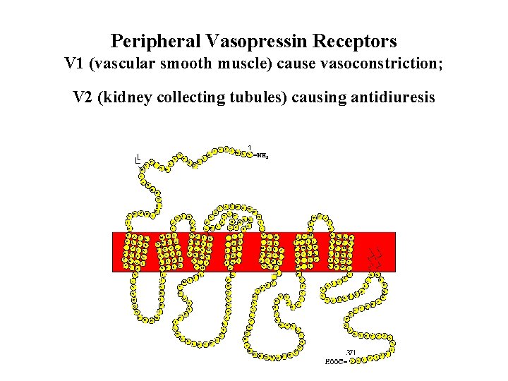 Peripheral Vasopressin Receptors V 1 (vascular smooth muscle) cause vasoconstriction; V 2 (kidney collecting