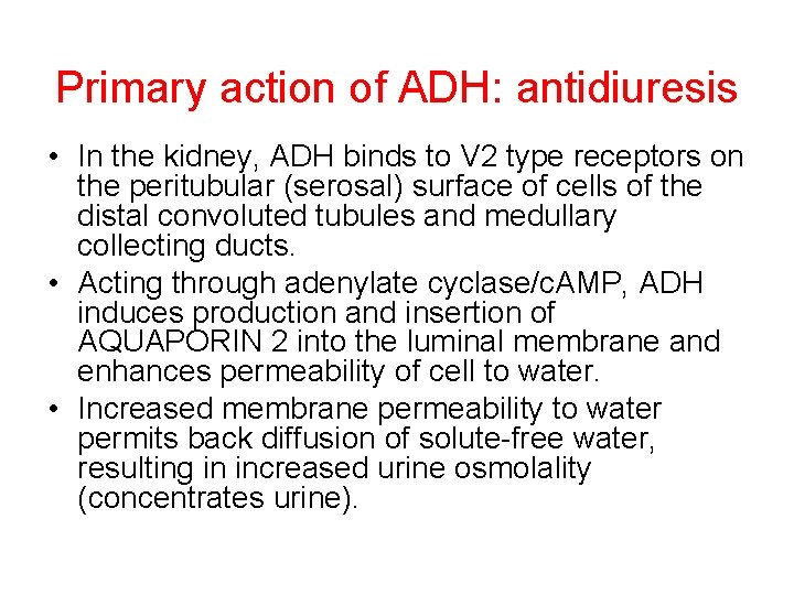 Primary action of ADH: antidiuresis • In the kidney, ADH binds to V 2