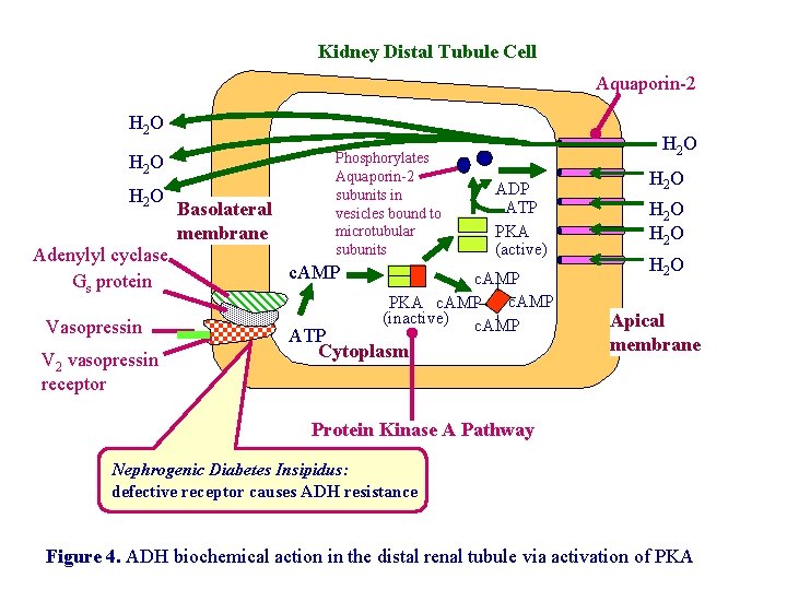 Kidney Distal Tubule Cell Aquaporin-2 H 2 O Adenylyl cyclase Gs protein Vasopressin V