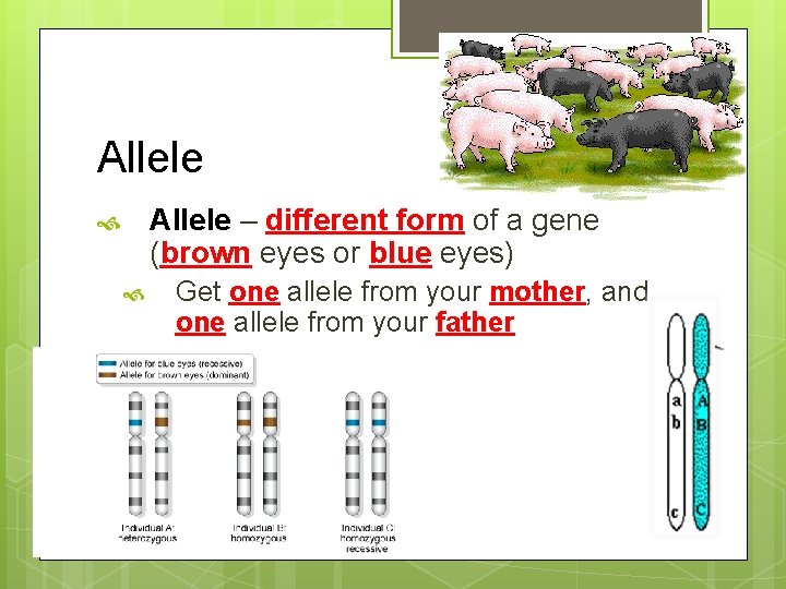 Allele – different form of a gene (brown eyes or blue eyes) Get one