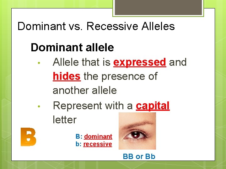 Dominant vs. Recessive Alleles Dominant allele • • Allele that is expressed and hides