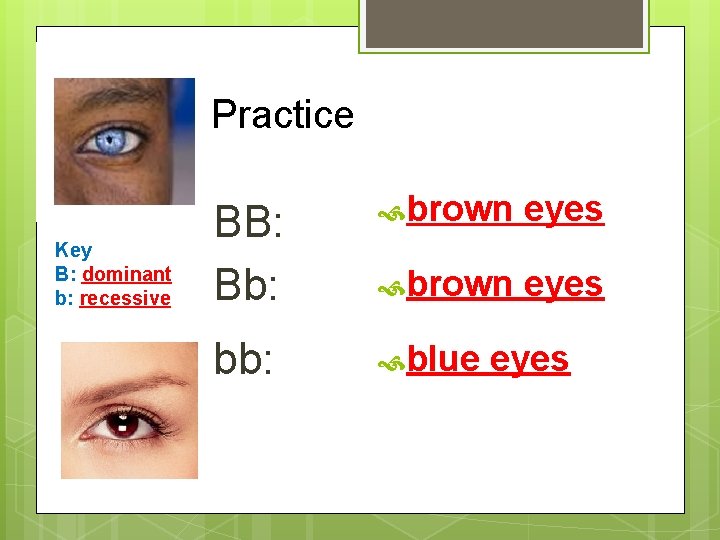 Practice Key B: dominant b: recessive BB: Bb: brown eyes bb: blue eyes 