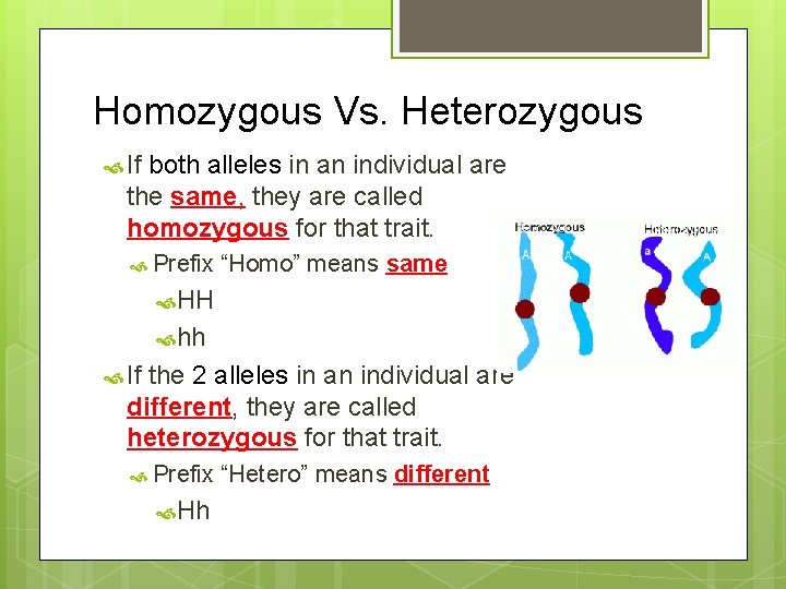Homozygous Vs. Heterozygous If both alleles in an individual are the same, they are