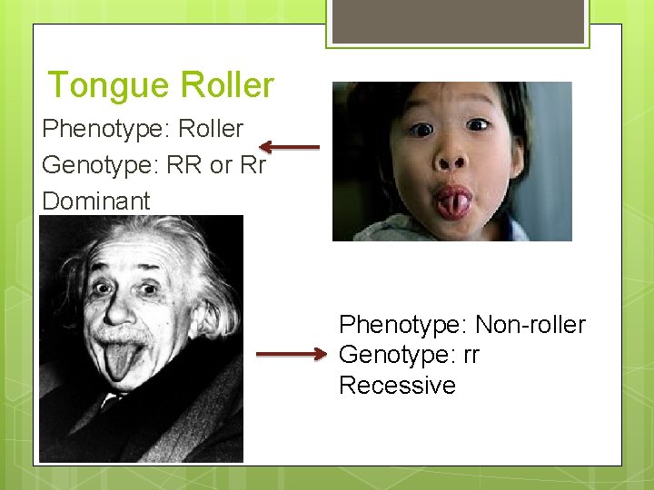 Tongue Roller Phenotype: Roller Genotype: RR or Rr Dominant Phenotype: Non-roller Genotype: rr Recessive