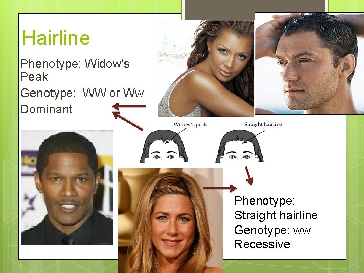 Hairline Phenotype: Widow’s Peak Genotype: WW or Ww Dominant Phenotype: Straight hairline Genotype: ww