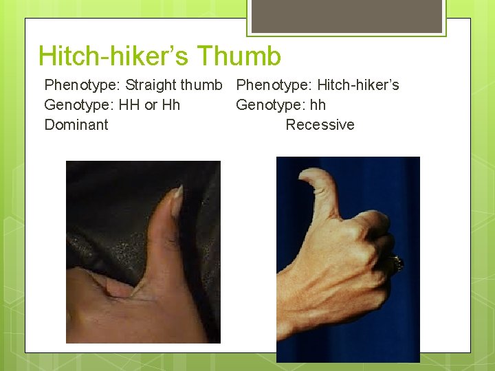 Hitch-hiker’s Thumb Phenotype: Straight thumb Phenotype: Hitch-hiker’s Genotype: HH or Hh Genotype: hh Dominant