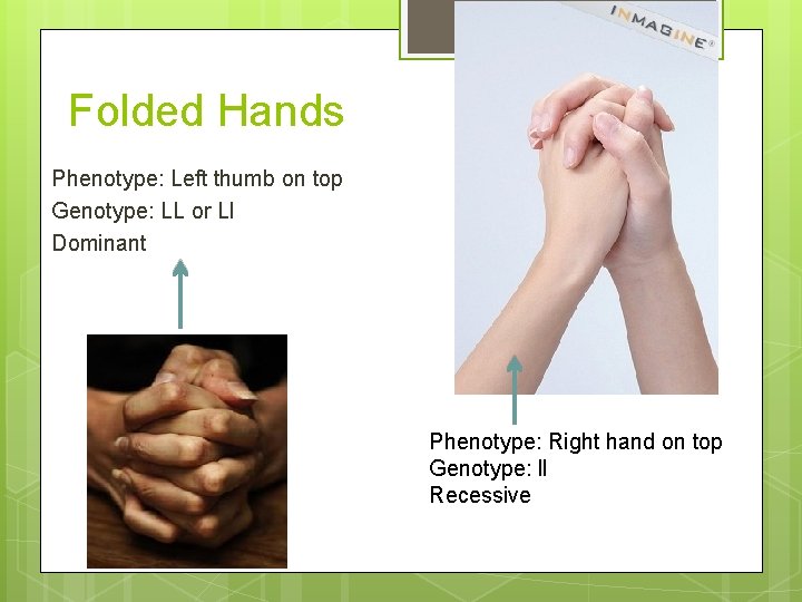 Folded Hands Phenotype: Left thumb on top Genotype: LL or Ll Dominant Phenotype: Right