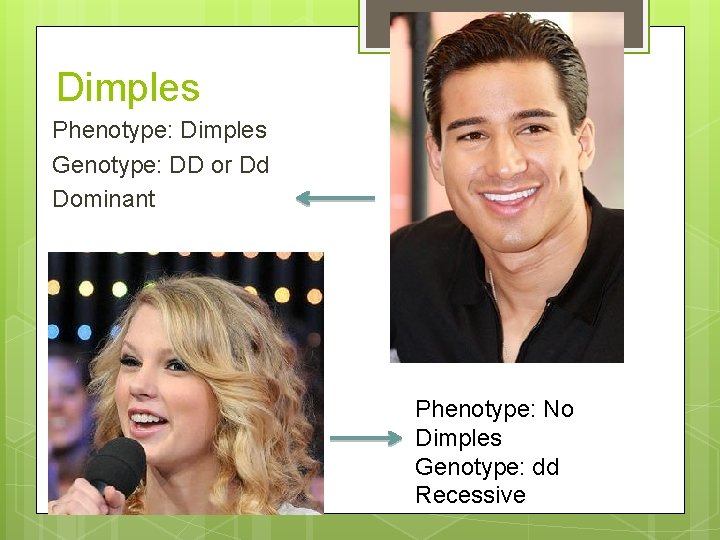 Dimples Phenotype: Dimples Genotype: DD or Dd Dominant Phenotype: No Dimples Genotype: dd Recessive