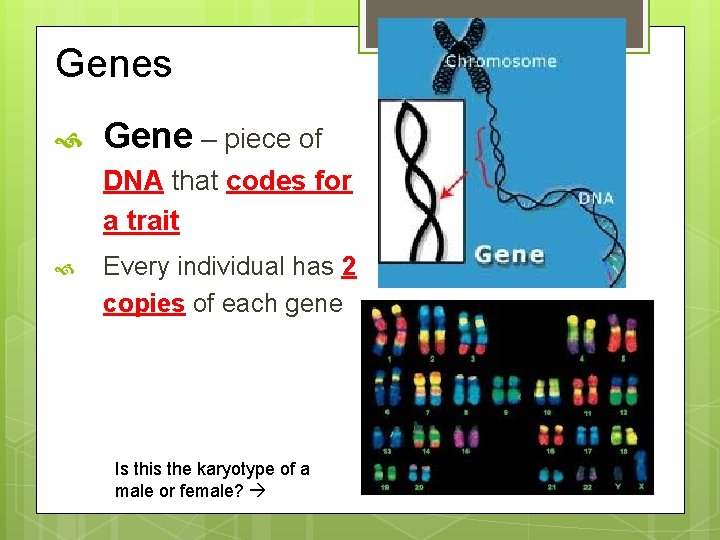 Genes Gene – piece of DNA that codes for a trait Every individual has