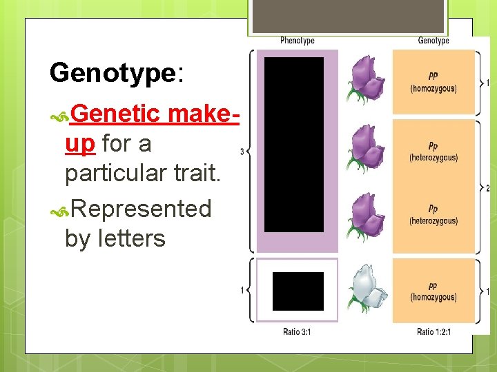 Genotype: Genetic make- up for a particular trait. Represented by letters 