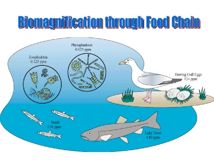 Food Web Bioaccumulation Food Web Bioaccumulation