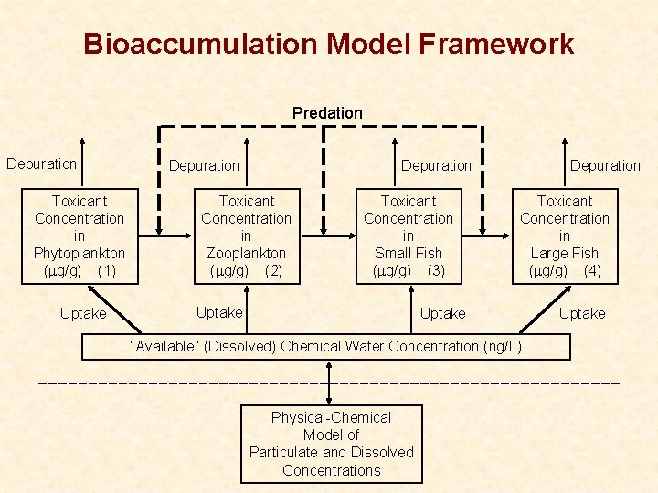 Bioaccumulation Model Framework Predation Depuration Toxicant Concentration in Phytoplankton (mg/g) (1) Uptake Depuration Toxicant Bioaccumulation Model Framework Predation Depuration Toxicant Concentration in Phytoplankton (mg/g) (1) Uptake Depuration Toxicant