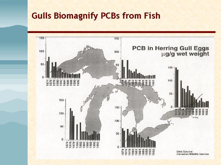 Gulls Biomagnify PCBs from Fish Gulls Biomagnify PCBs from Fish