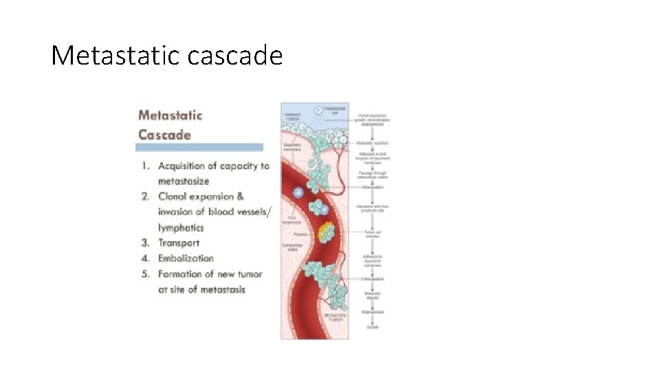 Metastatic cascade 