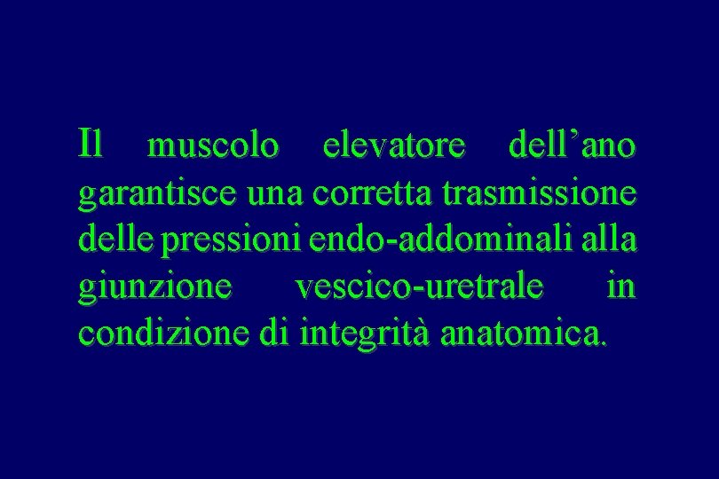 Il muscolo elevatore dell’ano garantisce una corretta trasmissione delle pressioni endo-addominali alla giunzione vescico-uretrale