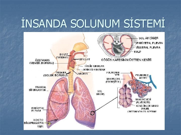 İNSANDA SOLUNUM SİSTEMİ 