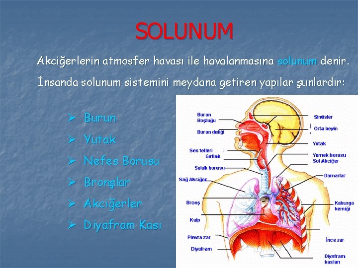 SOLUNUM Akciğerlerin atmosfer havası ile havalanmasına solunum denir. İnsanda solunum sistemini meydana getiren yapılar