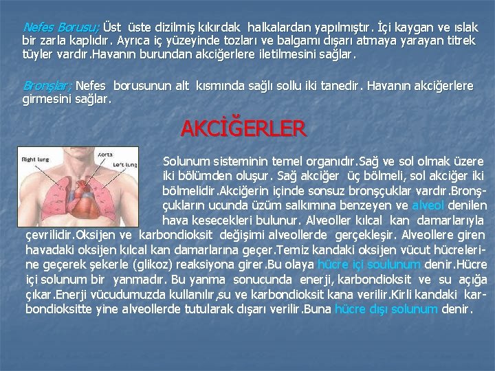 Nefes Borusu; Üst üste dizilmiş kıkırdak halkalardan yapılmıştır. İçi kaygan ve ıslak bir zarla