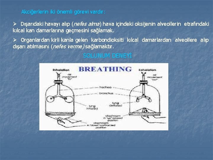 Akciğerlerin iki önemli görevi vardır: Ø Dışarıdaki havayı alıp (nefes alma) hava içindeki oksijenin