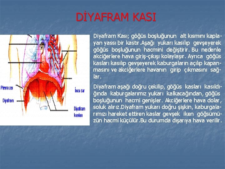 DİYAFRAM KASI Diyafram Kası; göğüs boşluğunun alt kısmını kaplayan yassı bir kastır. Aşağı yukarı