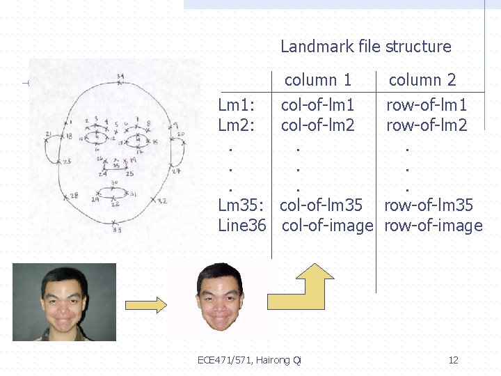 Landmark file structure column 1 Lm 1: Lm 2: . . . Lm 35: