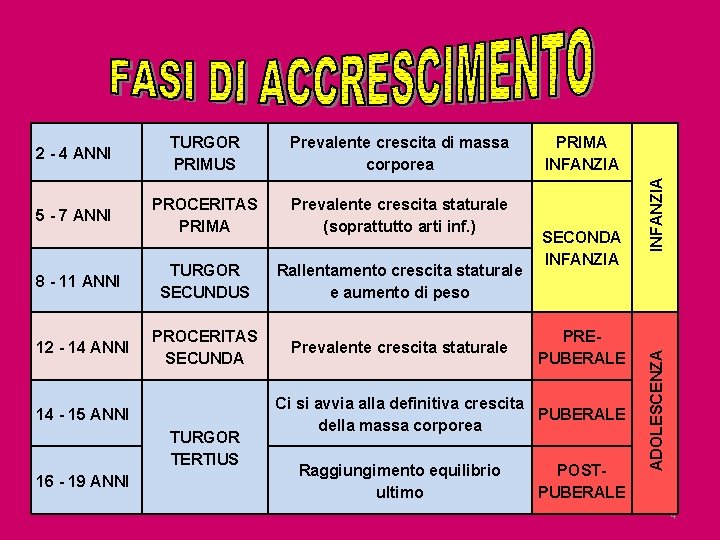 Prevalente crescita di massa corporea 5 - 7 ANNI PROCERITAS PRIMA Prevalente crescita staturale