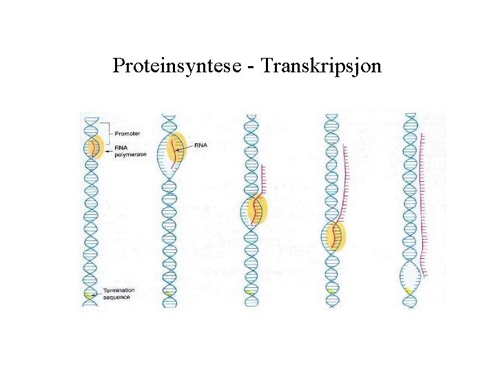 Proteinsyntese - Transkripsjon 