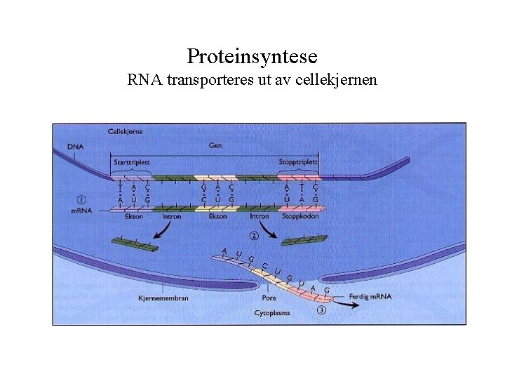 Proteinsyntese RNA transporteres ut av cellekjernen 