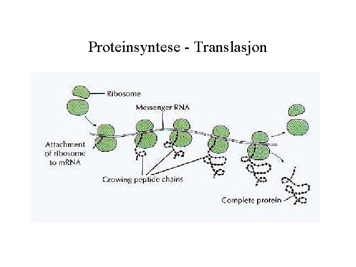 Proteinsyntese - Translasjon 