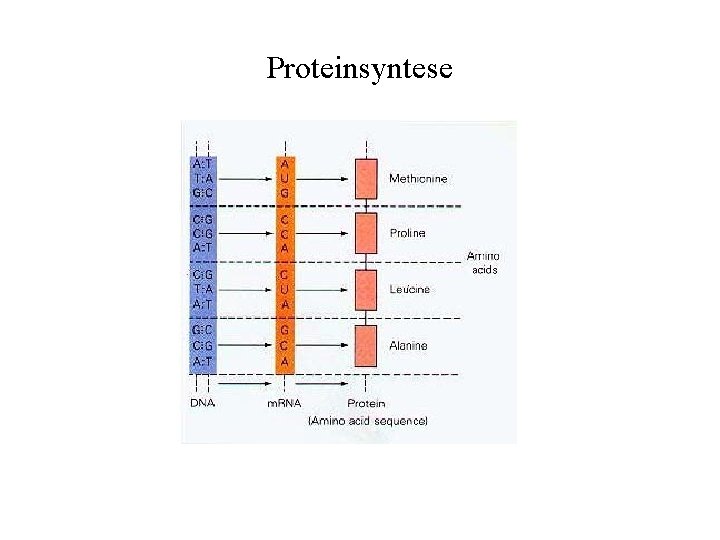 Proteinsyntese 