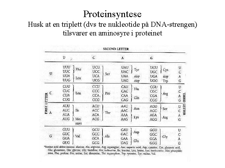 Proteinsyntese Husk at en triplett (dvs tre nukleotide på DNA-strengen) tilsvarer en aminosyre i