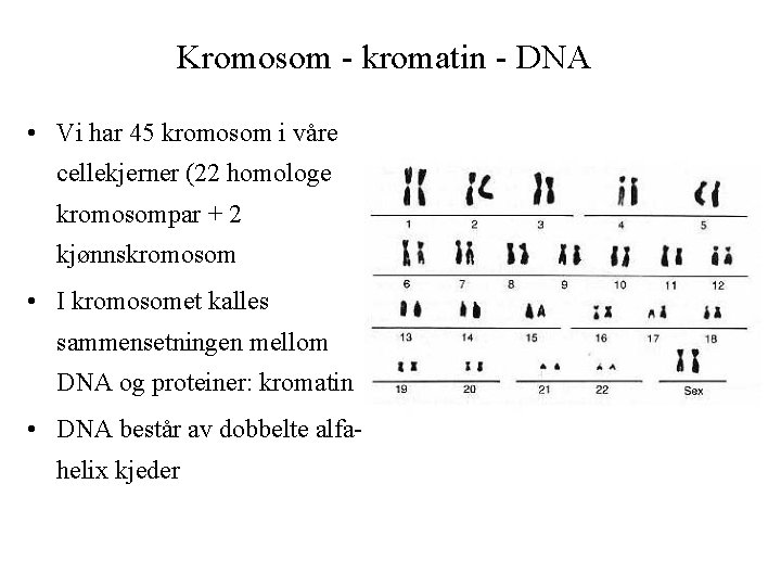 Kromosom - kromatin - DNA • Vi har 45 kromosom i våre cellekjerner (22