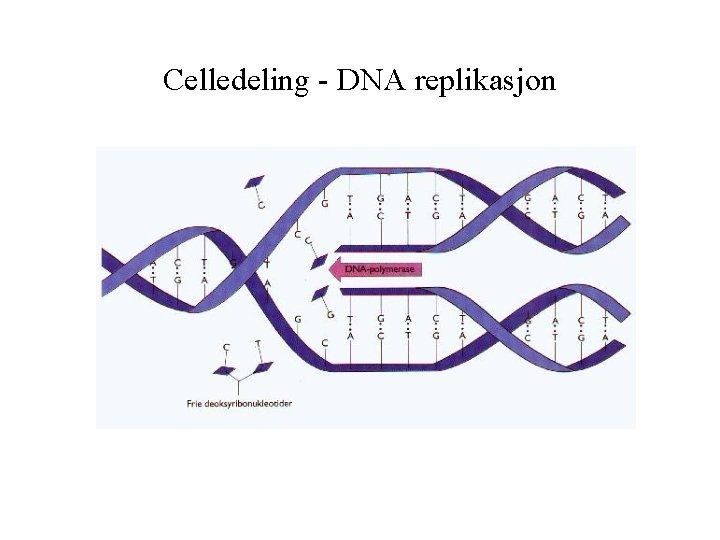 Celledeling - DNA replikasjon 