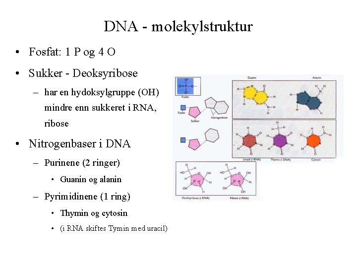 DNA - molekylstruktur • Fosfat: 1 P og 4 O • Sukker - Deoksyribose