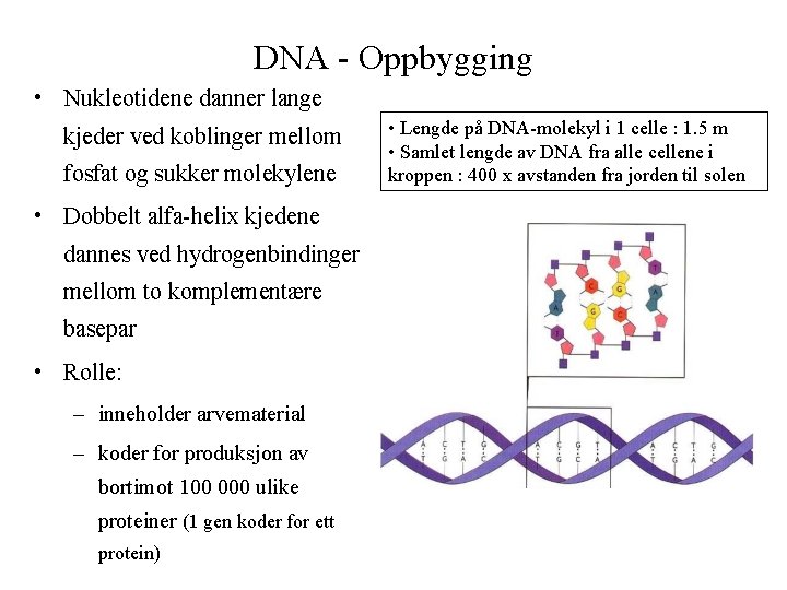 DNA - Oppbygging • Nukleotidene danner lange kjeder ved koblinger mellom fosfat og sukker