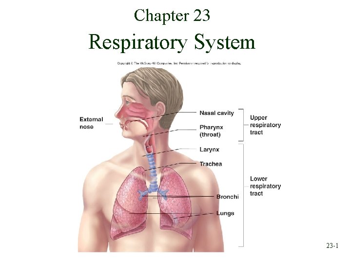 Chapter 23 Respiratory System 23 -1 