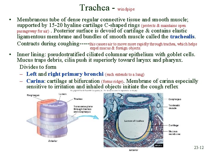 Trachea - windpipe • Membranous tube of dense regular connective tissue and smooth muscle;